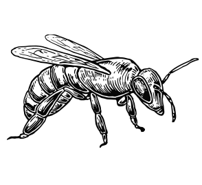 Spring Unpacking, Unwrapping, Hive Cleanup, And Colony Assessment at Country Blossoms® Honey